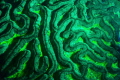   Brain coral under blue light  